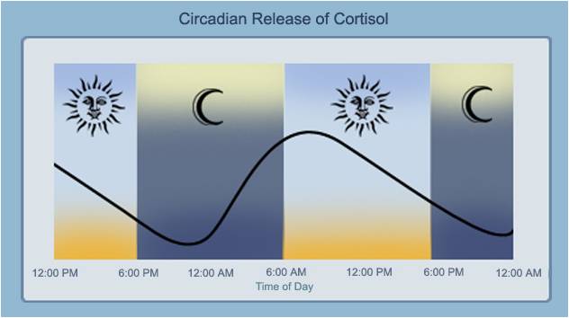 Cortisol Rhythm