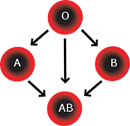 Blood Type