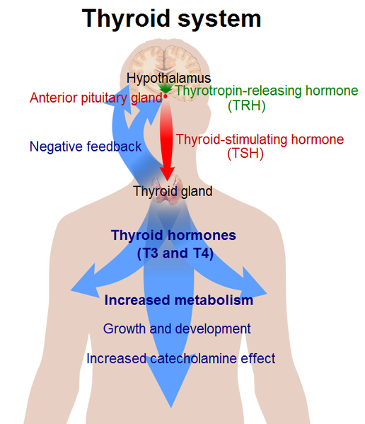 Thyroid System