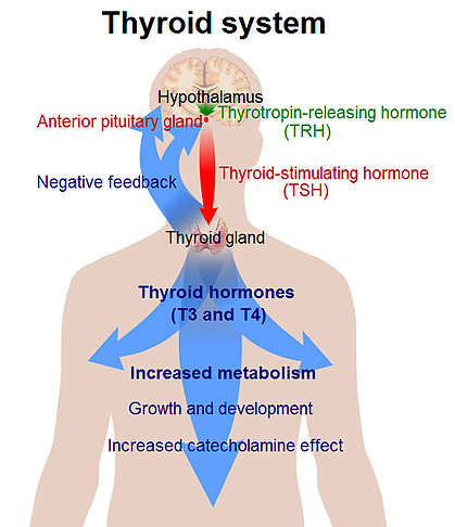 516px-thyroid_system-resized-600