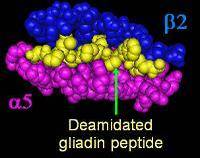 deaminated gliadin