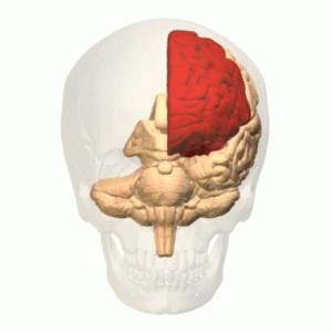 Frontal lobe animation