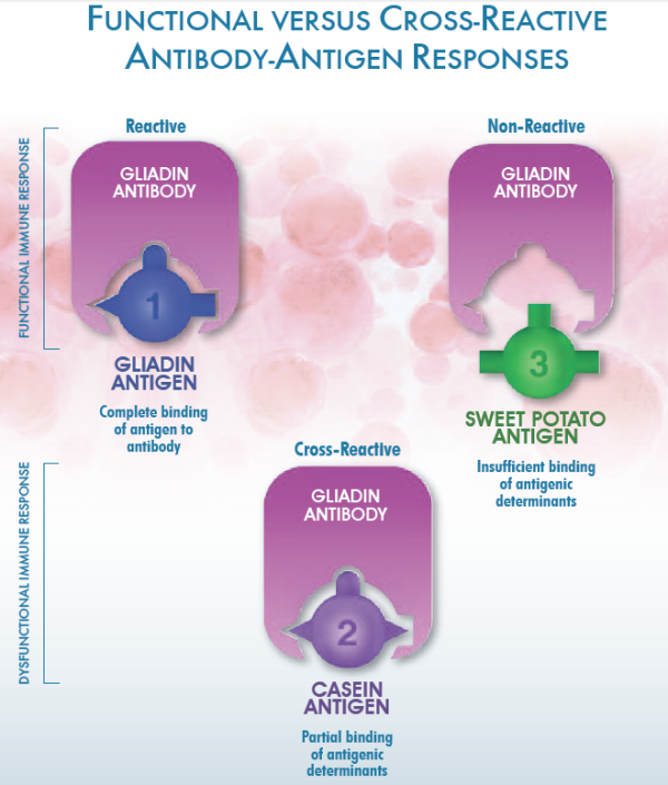 FUNCTIONAL VERSUS CROSS REACTIVE ANTIBODY ANTIGEN RESPONSES resized 600