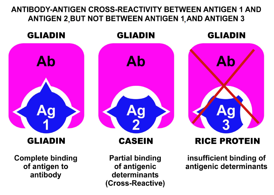 gluten_cross_reaction