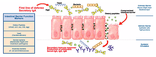 Leaky Gut Syndrome: Overlooked Cause of Autoimmunity & Chronic Illness
