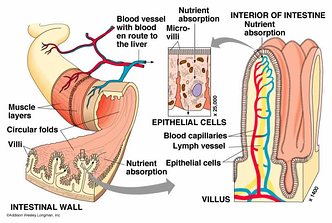 Villi