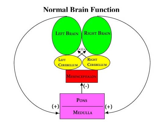 BBT Normal Brain