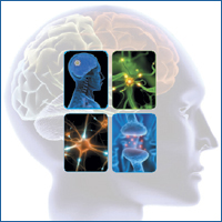 NT and The Brain