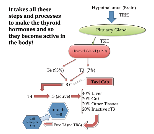 Steps For Proper Thyroid Function