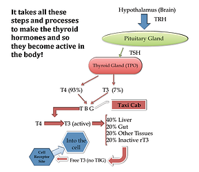 Thyroid FXN Pic resized 600