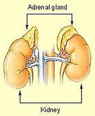 Adrenal Glands