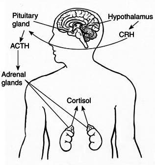 Why Low Adrenal Function Can Mimic Hypothyroid Symptoms