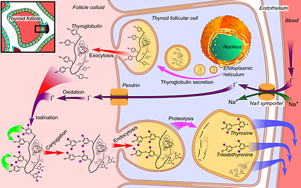 Why Tyrosine Can Ruin Your Chances With Hypothyroid Symptoms