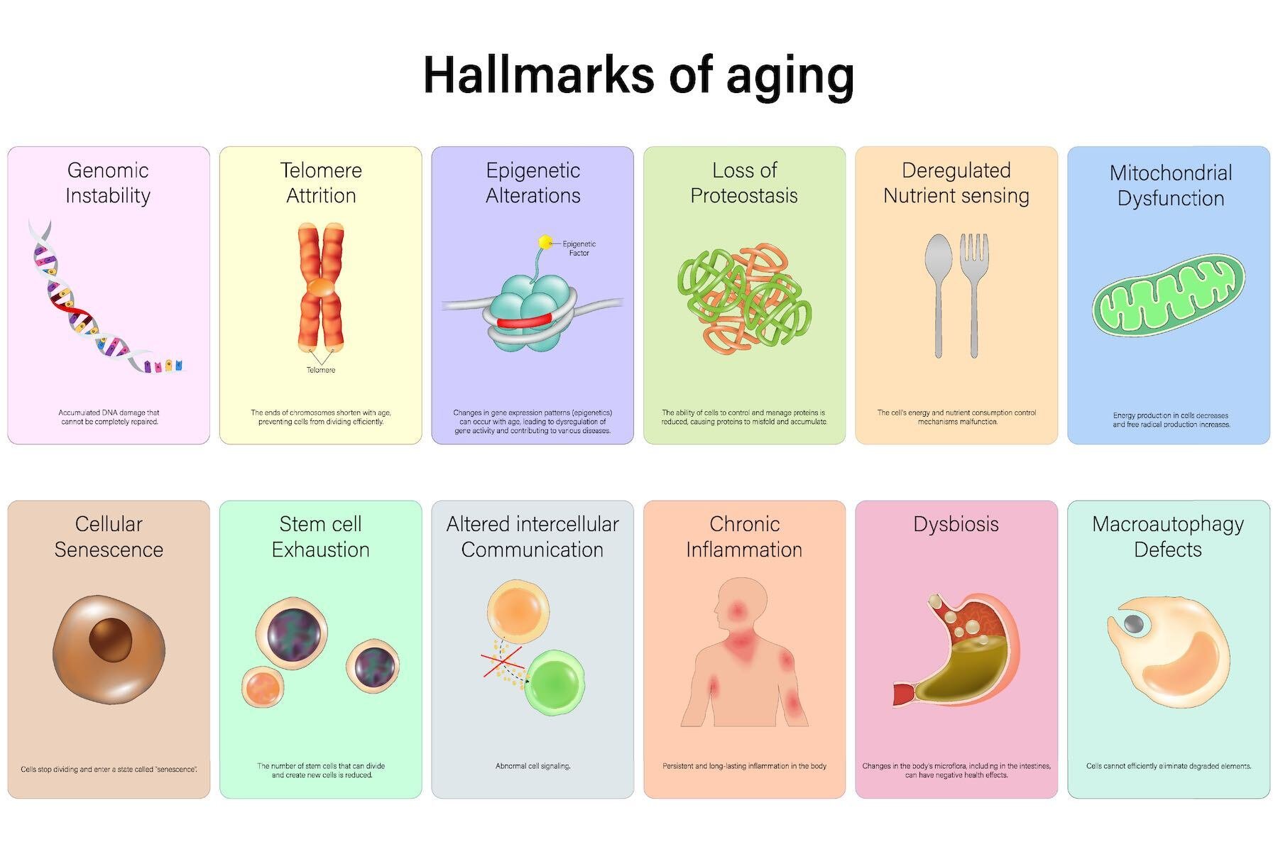 AdobeStock_Hallmarks of Aging-1800