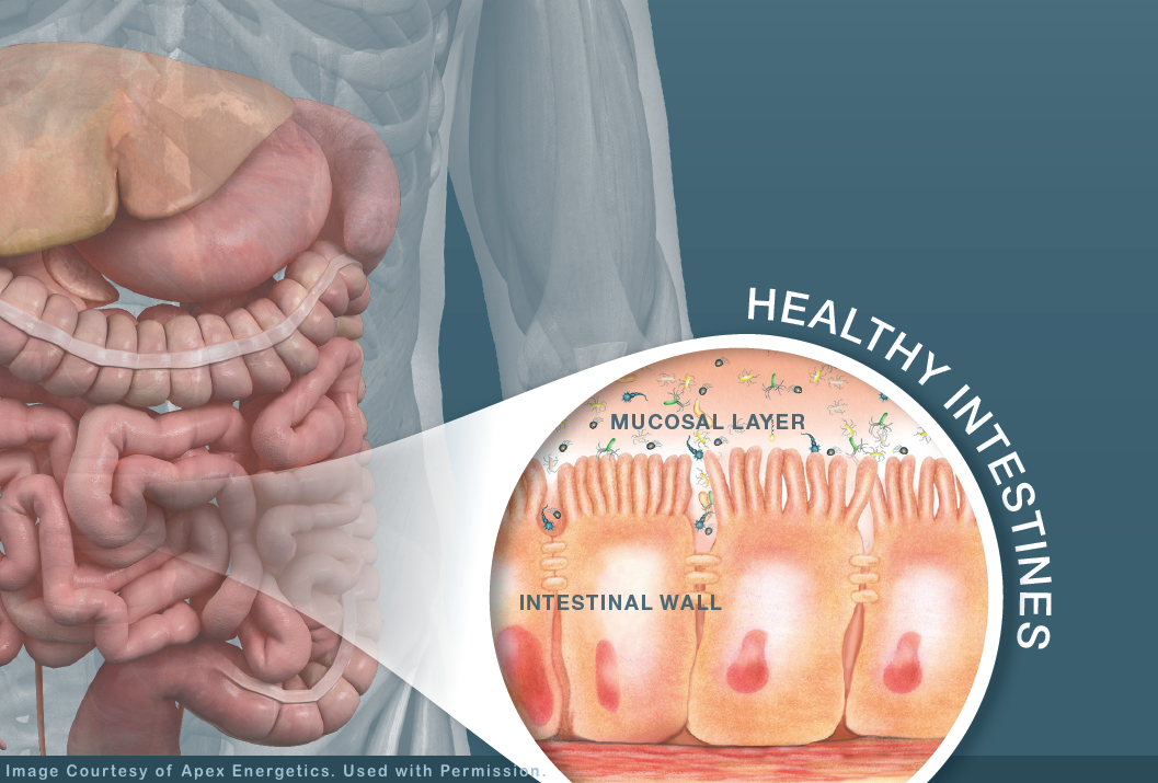 Healthy Intestines-Apex Energetics