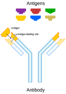 800px-Antibody.svg