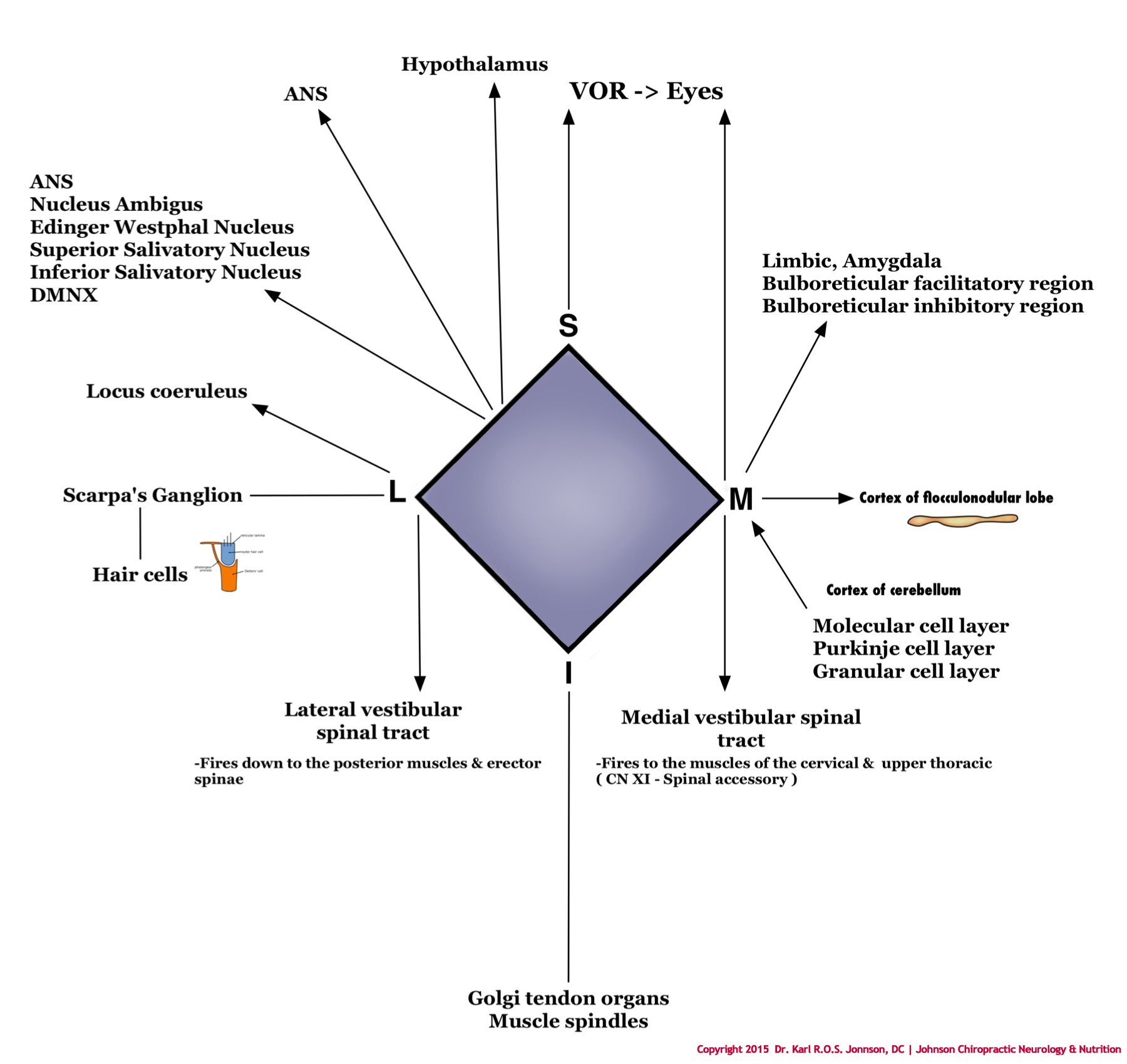 AFNITrigenicsLEFigure2-Copyright