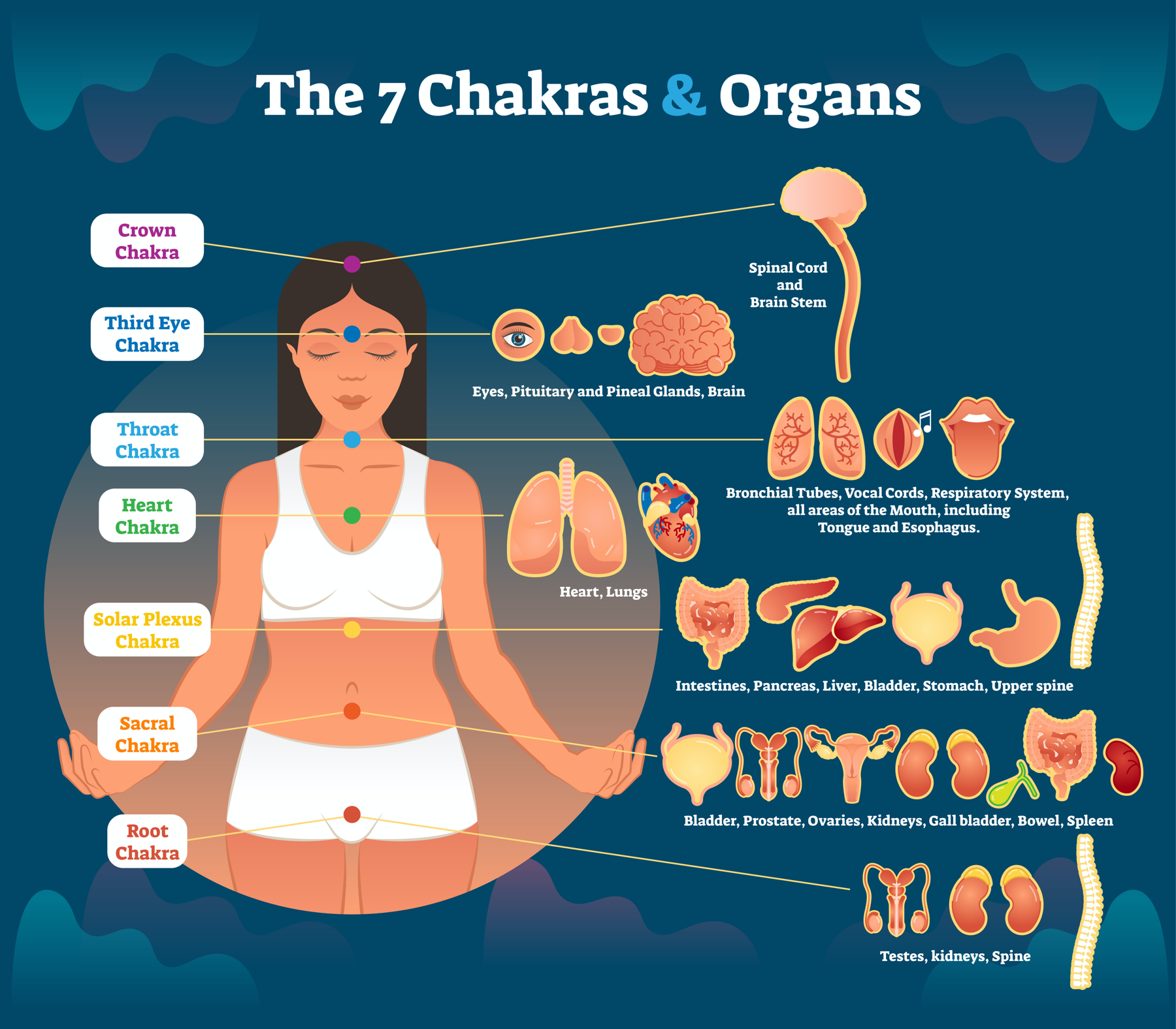 AdobeStock_7 chakra healing and corresponding inner organ groups-1800