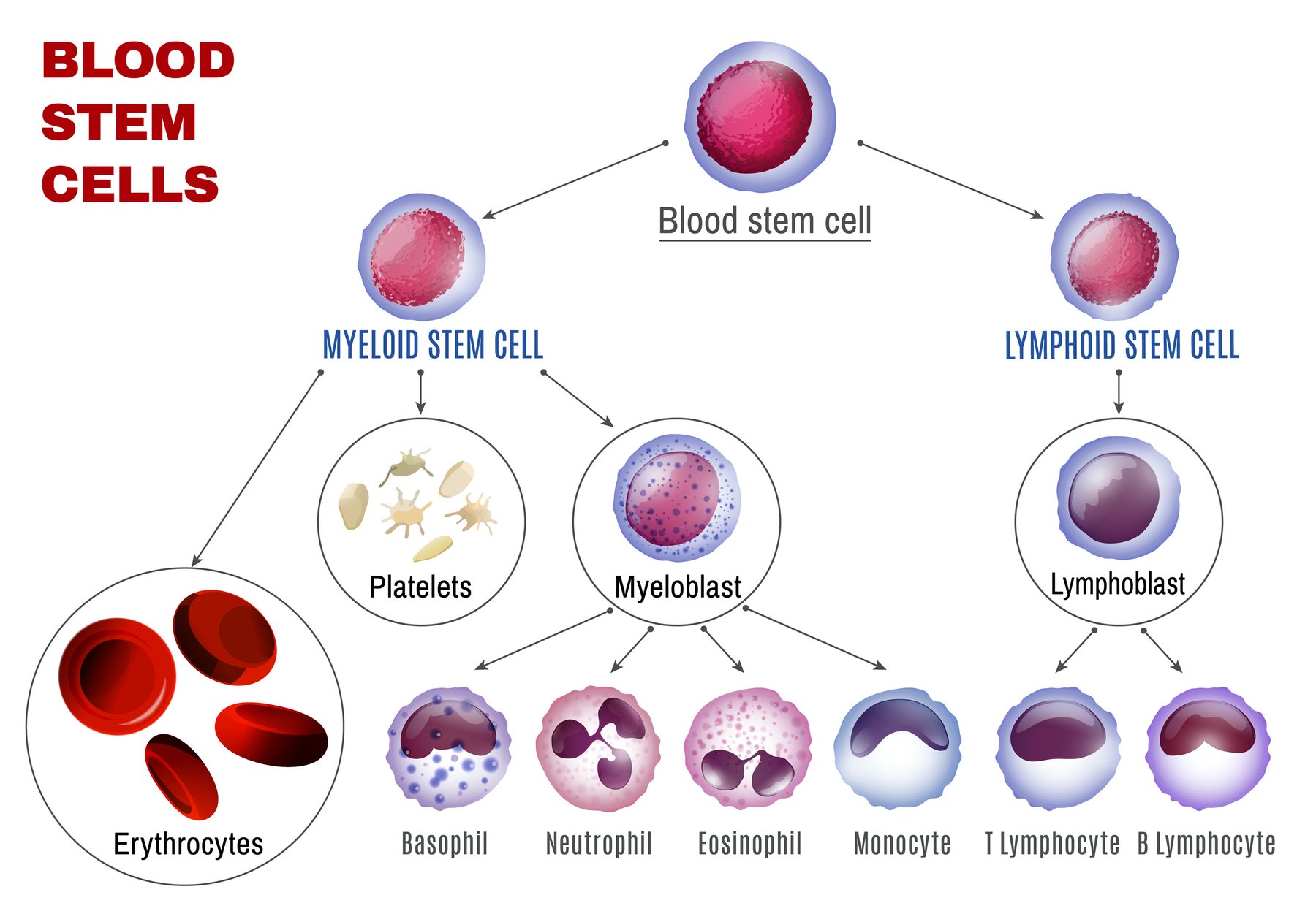 AdobeStock_Blood Stem Cells-1800