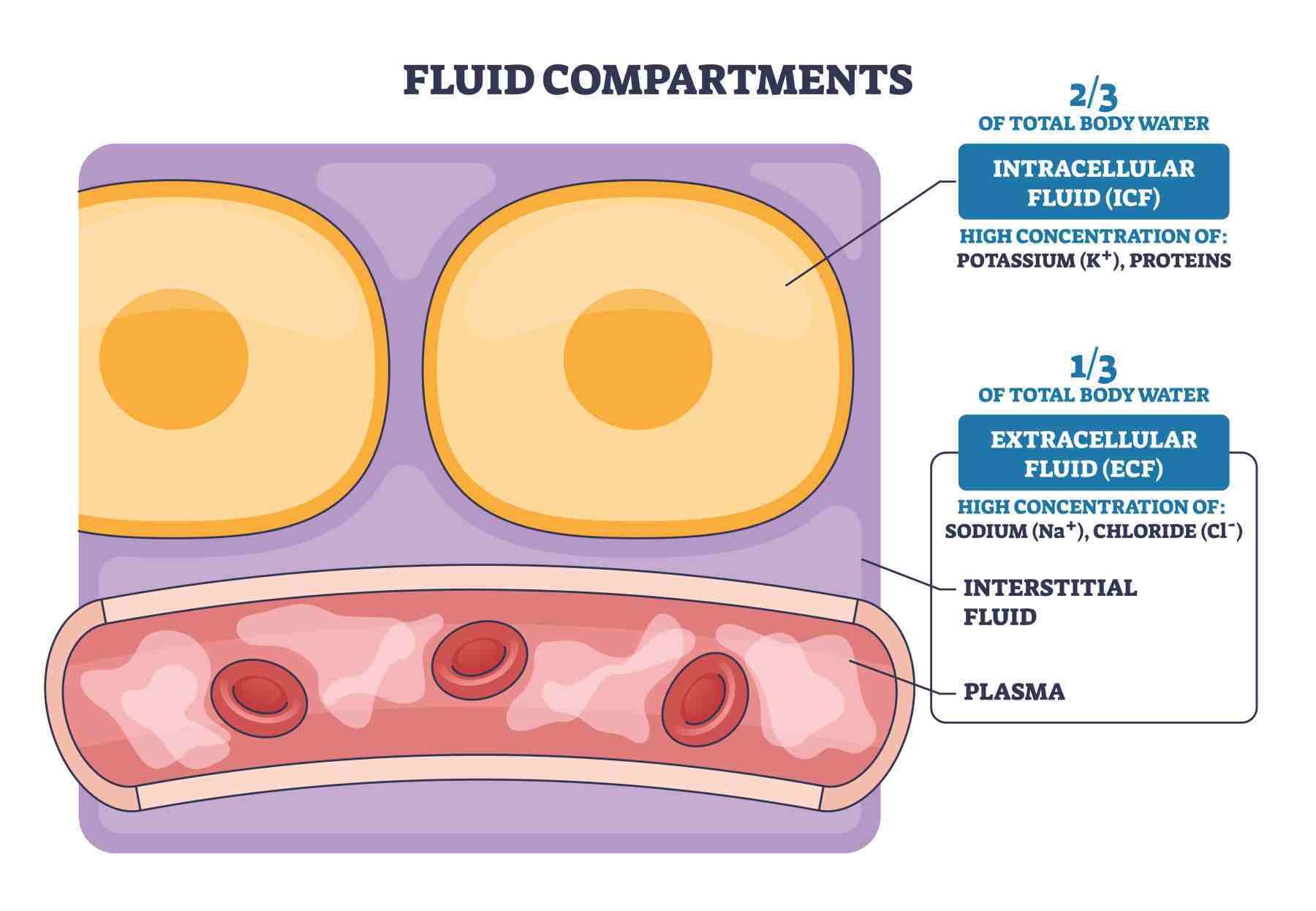 AdobeStock_Fluid Compartments_Water_Distribution-1800