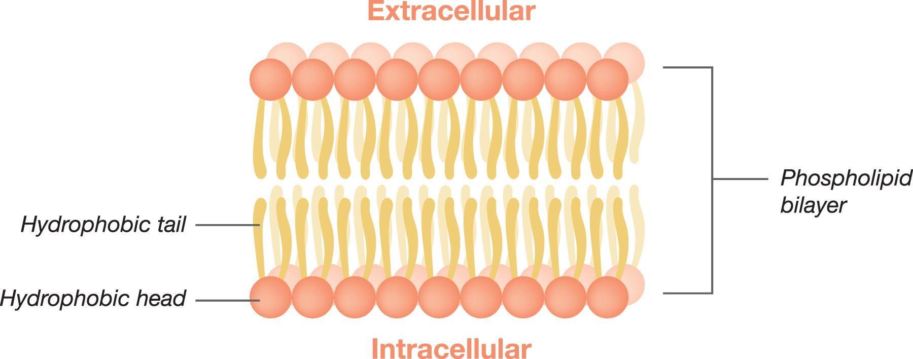 AdobeStock_Human_Cell_Membrane-1800