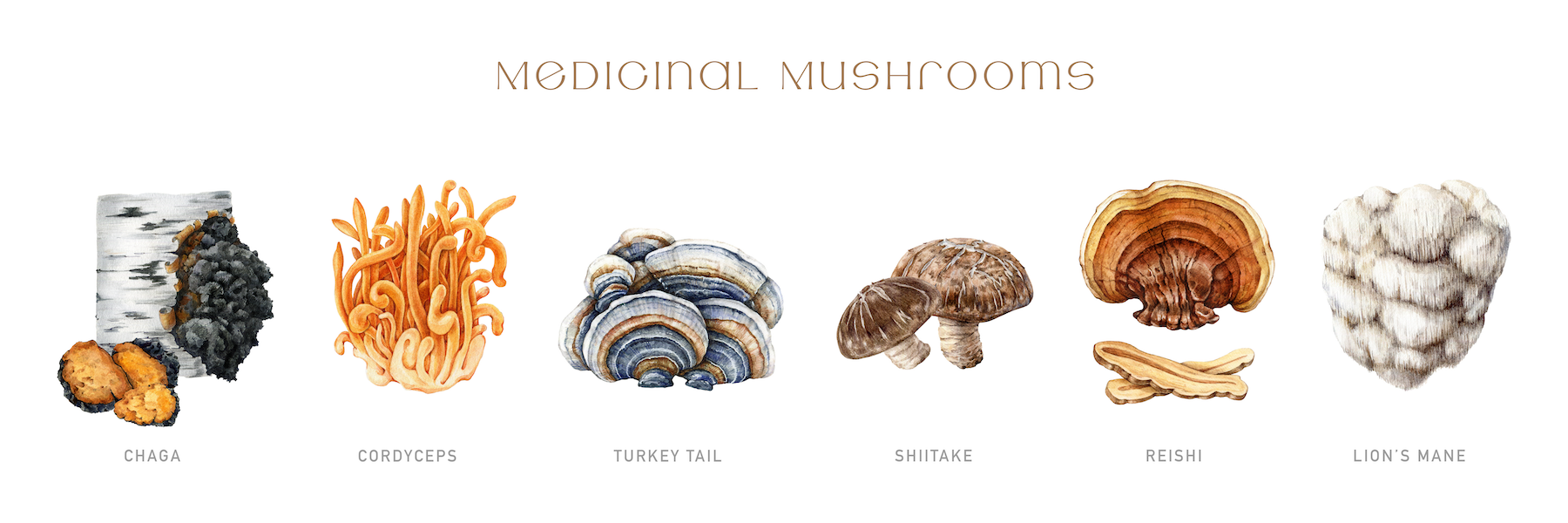 AdobeStock_Medicinal mushrooms-1800