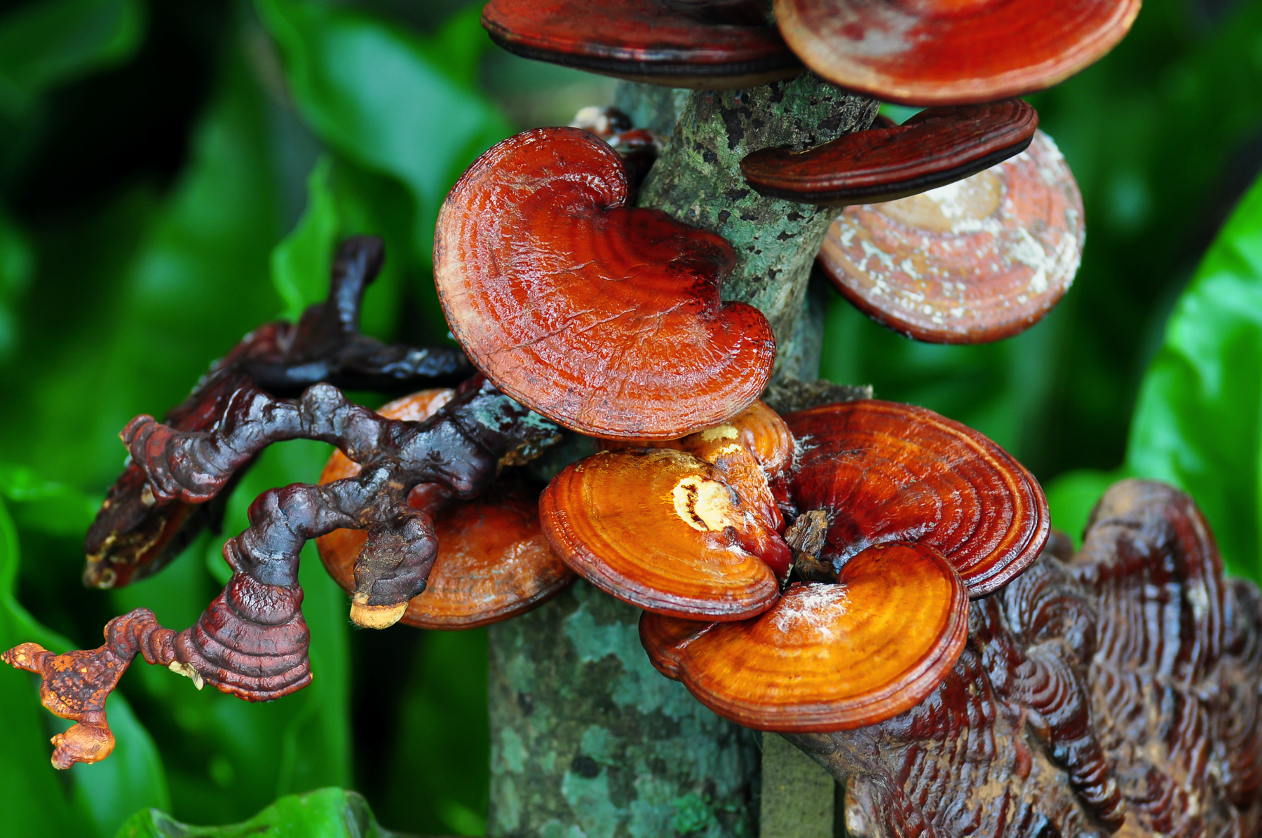 AdobeStock_Reishi Ganoderma lucidum-1800