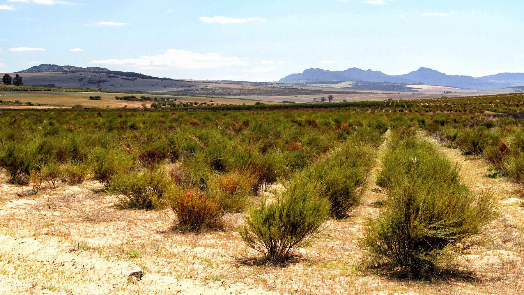 AdobeStock_Rooibos tea only grows in the mountainous Cederberg region-1800-1