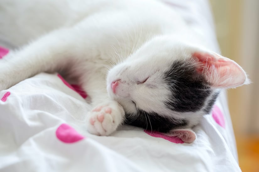 AdobeStock_Sleeping Kitty-1800