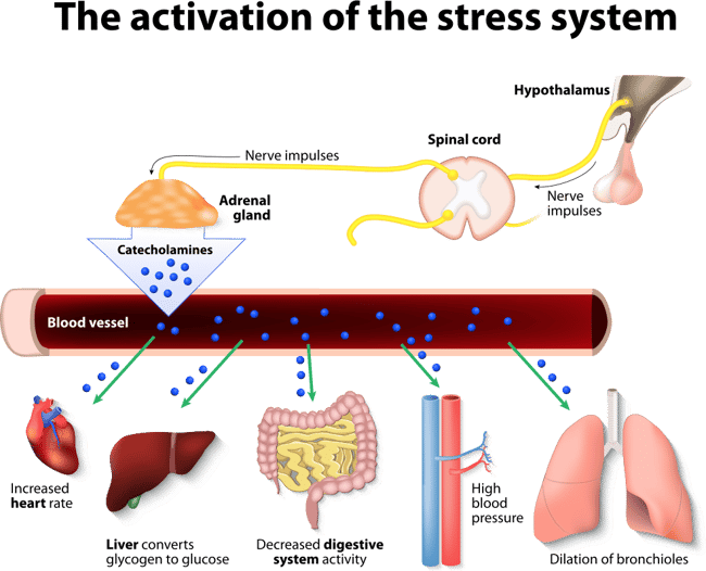 AdobeStock_Stress_Response_System.png