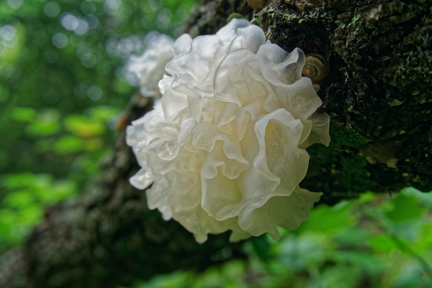 AdobeStock_Tremella (Tremella Fuciformia) mushroom-1800