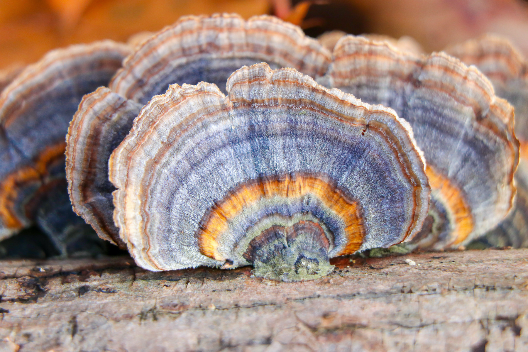 AdobeStock_Turkey Tail Mushroom-1800