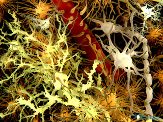 AdobeStock_blood-brain-barrier-JCNN-1200.png