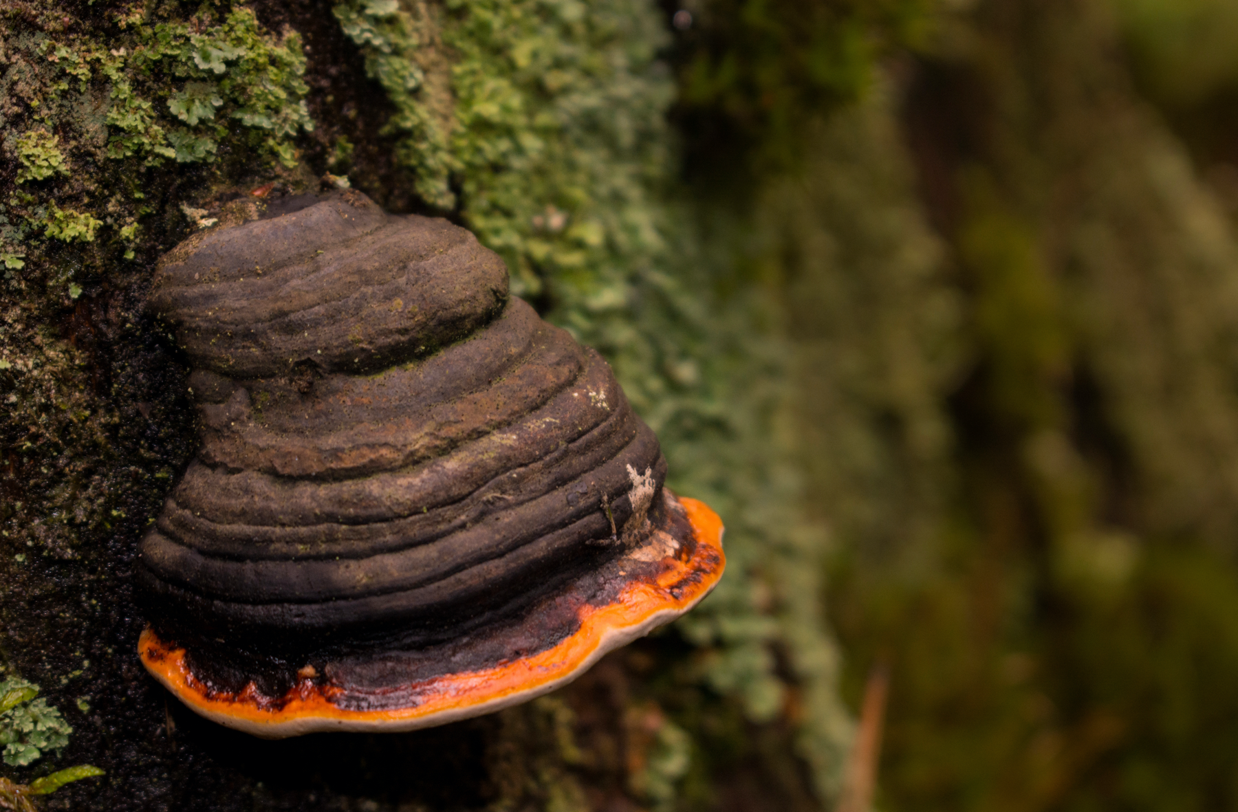 AdobeStock_chaga mushroom on the tree-1800