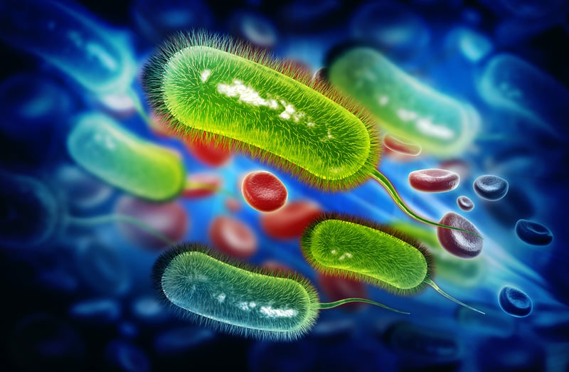 AdobeStock_helicobacter pylori bacterium-800