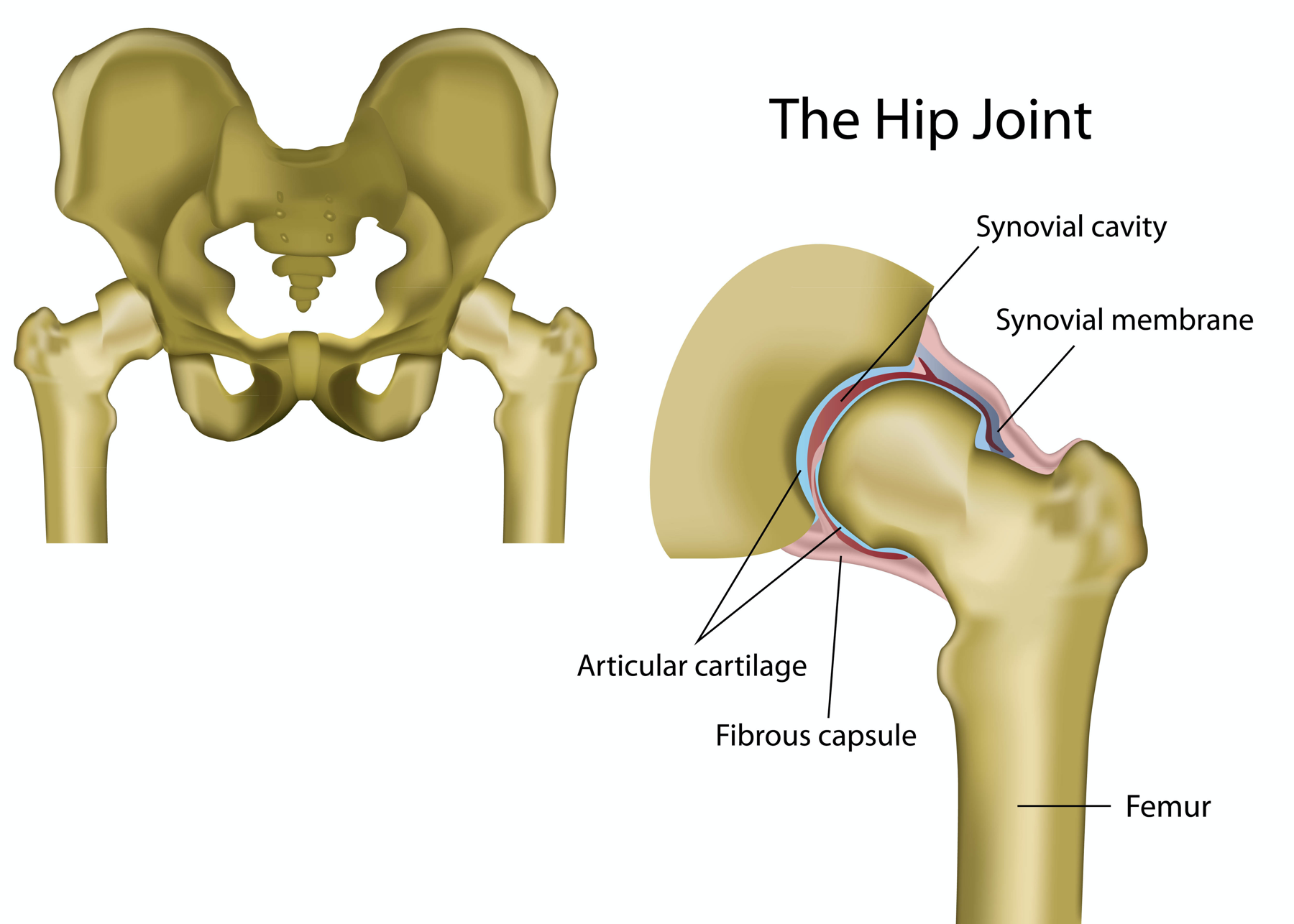 AdobeStock_hip joint anatomy medical vector illustration-1800