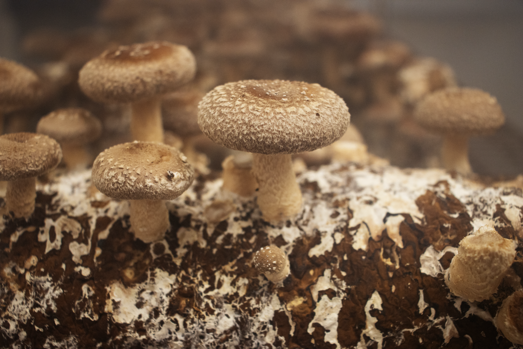 AdobeStock_shiitake mushroom (Lentinula edodes)-1800