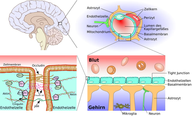 Blood-Brain-BarrierWikimedia-1200.png