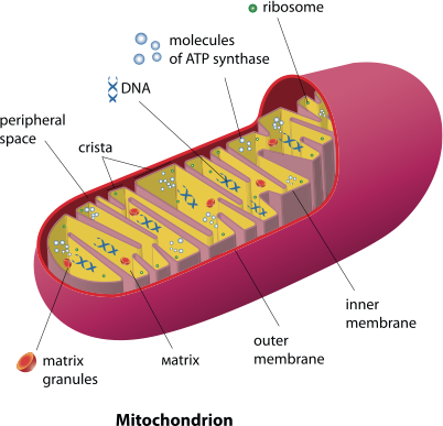 Mitochondria