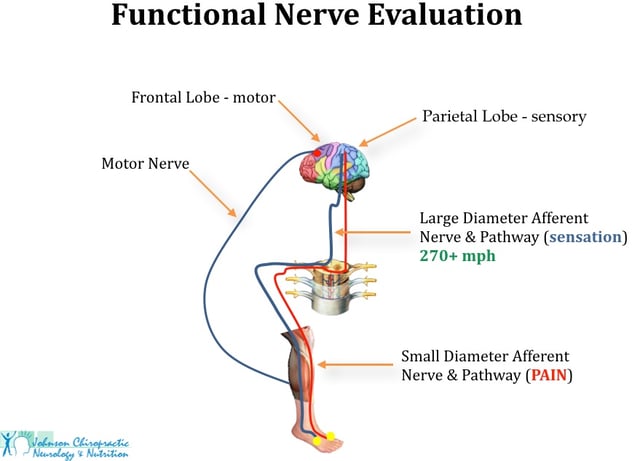 Neurokinetic Chain Blog