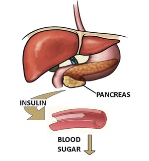 Pancreasactiononbloodsugars