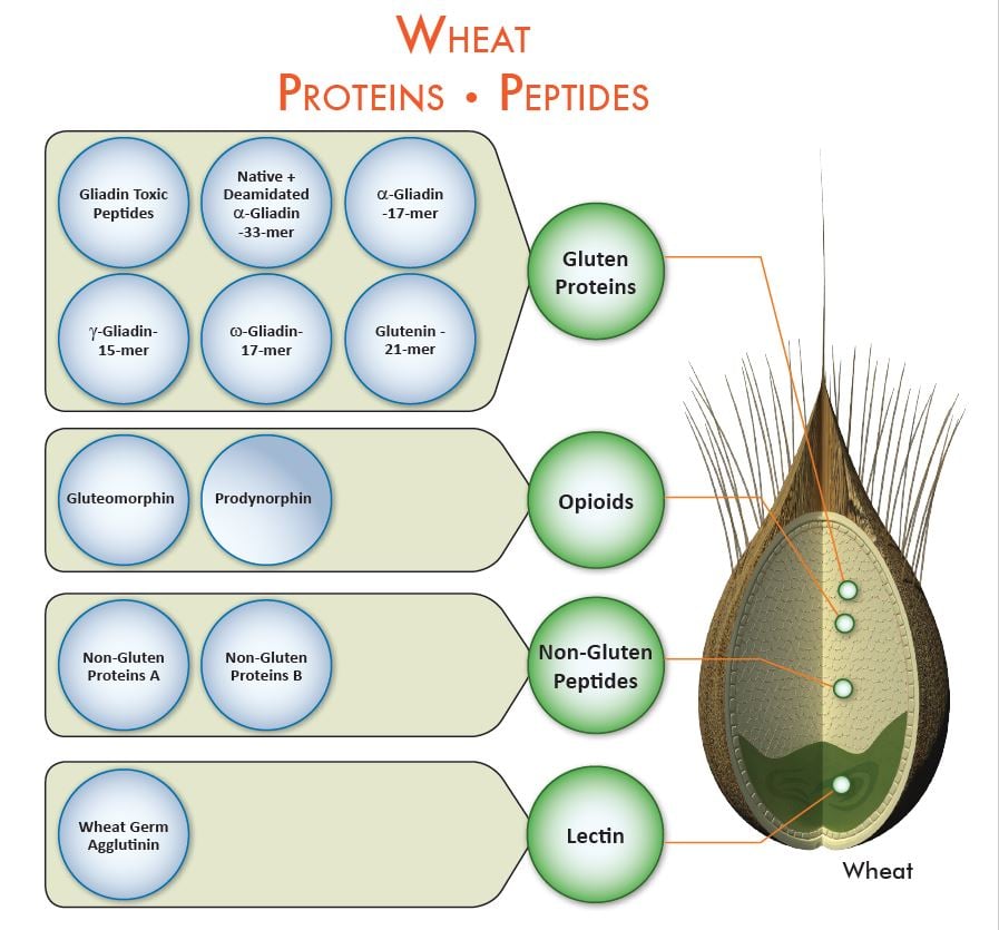 Wheat Proteins and Peptides