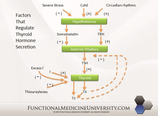 factors_that_regulate_thyroid_hormone_secretion-resized-600