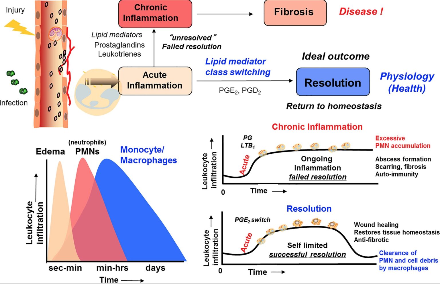 frontiers-screenshot-inflammation-resolution-1536x994