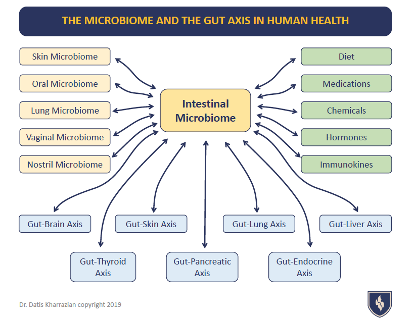 THE MICROBIOME AND THE GUT AXIS IN HUMAN HEALTH