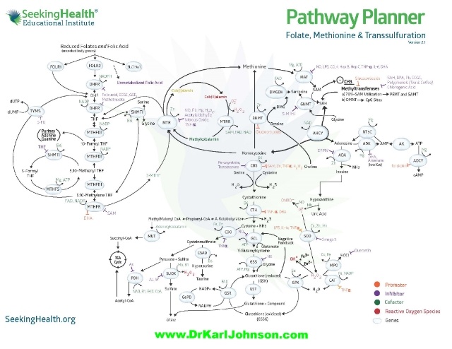 Folate-Methionine-Transsulferation_Pathway-Seeking_Health-JCNN-Blog-640